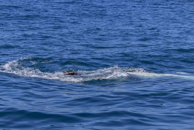 View of whale swimming in sea