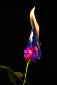 Close-up of flower over black background