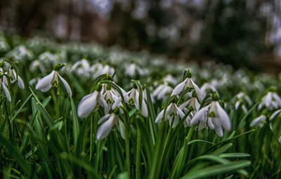 Close-up of flowers blooming outdoors