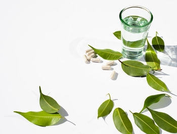 Close-up of plant against white background