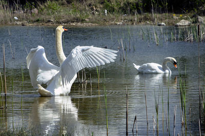 Swans swimming on lake