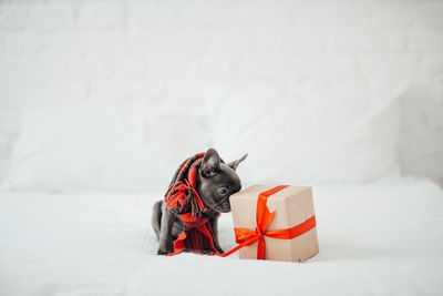High angle view of dog on bed at home