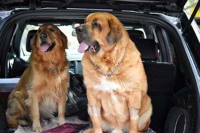 Close-up of dog sitting in car