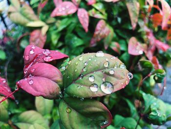 Close-up of raindrops on pink leaves
