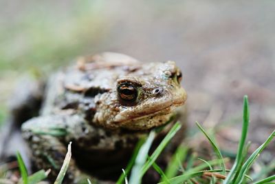 Close-up of toad on grass