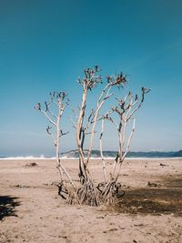 Bare tree on sand against clear sky