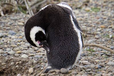 Close-up of a penguin on field