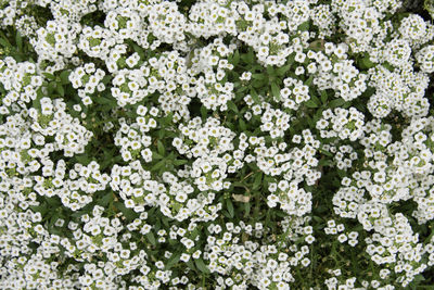 White flowering plants