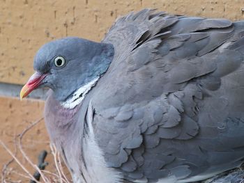 Close-up of a bird