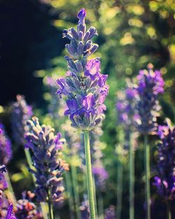 Close-up of lavender blooming outdoors