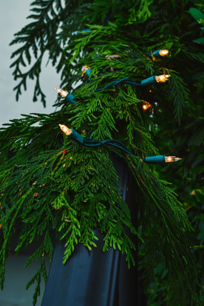 branch, tree, green, plant, nature, leaf, no people, christmas tree, plant part, fir, growth, spruce, christmas decoration, holiday, flower, outdoors, christmas, decoration, coniferous tree, pine tree, celebration, pinaceae, day, tradition