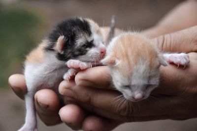 Midsection of person holding kitten