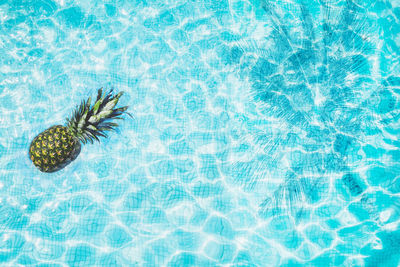 High angle view of jellyfish in swimming pool