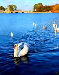 Swans swimming in lake