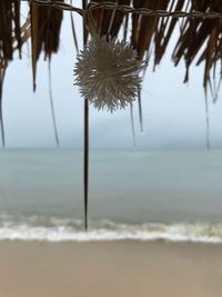 Close-up of plant on beach against sky