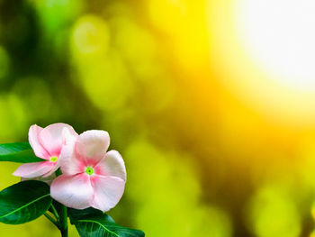 Close-up of pink flowering plant