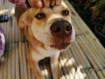 Close-up portrait of dog