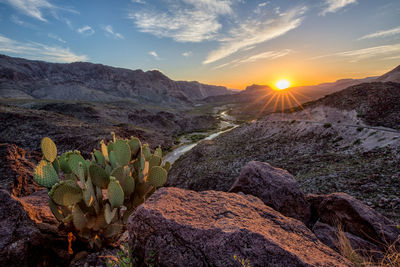 Plants growing on rock against sky during sunset