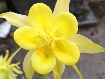 Close-up of yellow day lily blooming outdoors