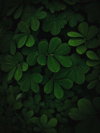 High angle view of leaves on plant at night