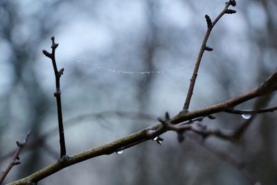 Low angle view of snow on twig