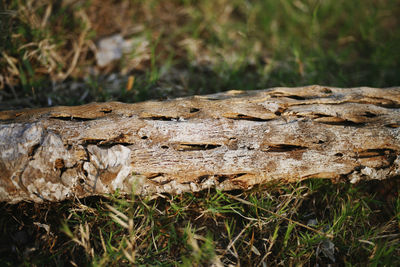 Close-up of lizard on wood in field