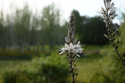 Close-up of white flowers blooming outdoors