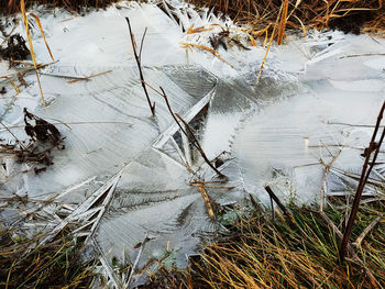 High angle view of frozen leaves on field during winter
