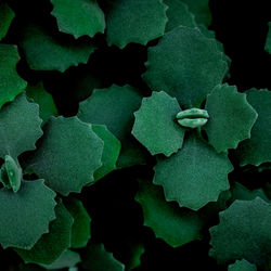 Full frame shot of plant