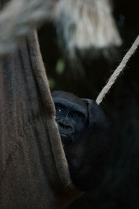 Close-up portrait of monkey