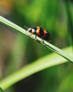 Close-up of ladybug on plant