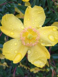 Close-up of wet yellow flower blooming outdoors