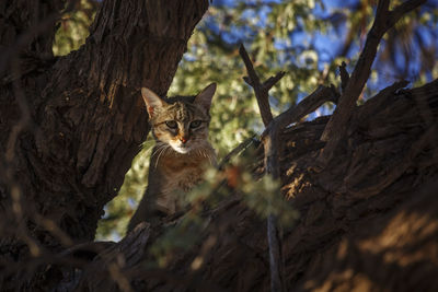 Low angle view of cat