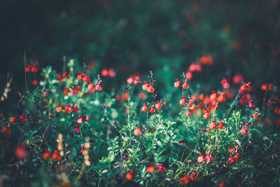 Close-up of flowering plants on field