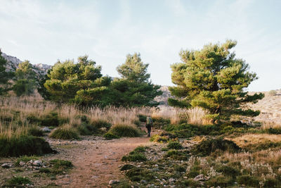 Trees on field against sky