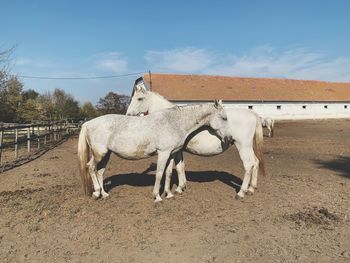 Horses standing in ranch against sky