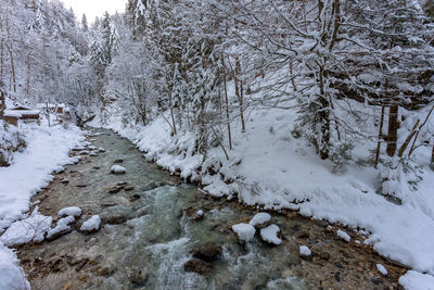 Snow covered trees by stream