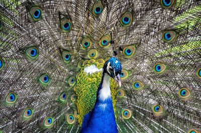 peacock