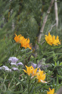 Close-up of yellow crocus flowers blooming on field