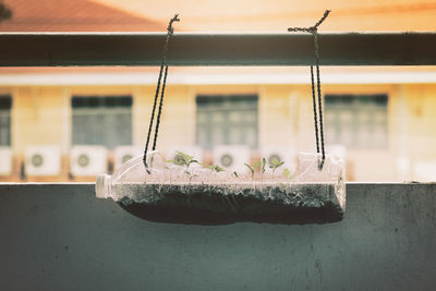 Close-up of potted plant on glass window