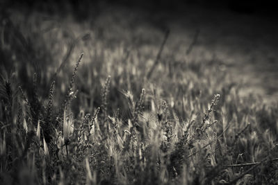 High angle view of stalks in field