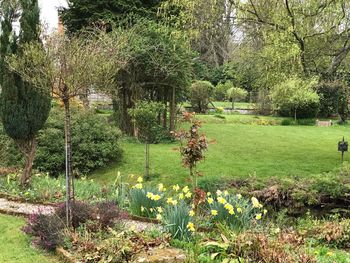 Trees and plants on landscape