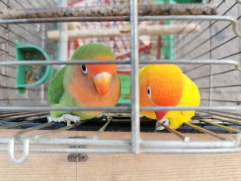 Close-up of parrot in cage