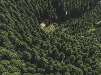 High angle view of trees growing in forest