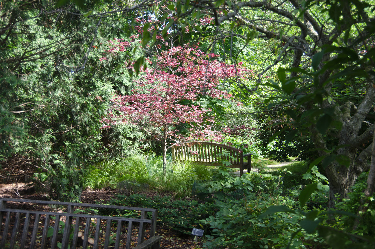 FLOWERING PLANTS IN GARDEN