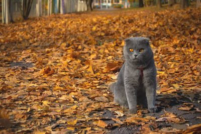 Portrait of lizard on ground during autumn