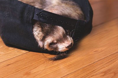 High angle view of dog lying on hardwood floor