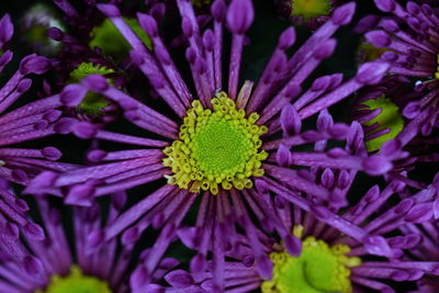 Close-up of purple flower blooming outdoors