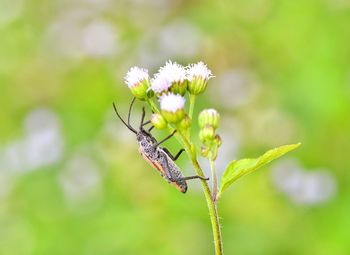 Close-up of insect on plant