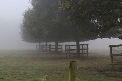 Trees on field in foggy weather